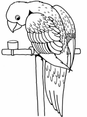 Disegno di pappagallo da stampare e colorare 153
