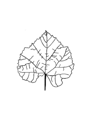 Disegno di foglia da stampare e colorare 152