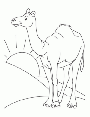 Disegno di dromedario da stampare e colorare 26