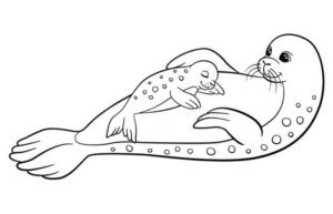 Disegno di foca da stampare e colorare 29