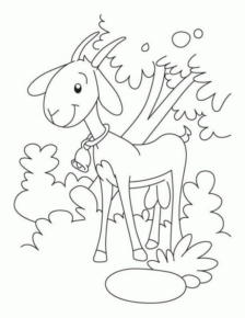 Disegno di capra da stampare e colorare 26