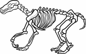 Disegno di Tirannosauro da stampare e colorare 44