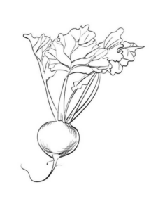 Disegno di rapa da stampare e colorare 1