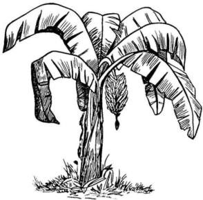 Disegno di albero da frutta da stampare e colorare 13