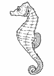 Disegno di cavalluccio marino da stampare e colorare 38