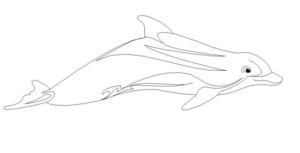 Disegno di delfino da stampare e colorare 52