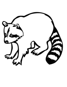 Disegno di procione da stampare e colorare 14