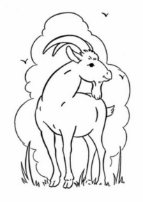Disegno di capra da stampare e colorare 31