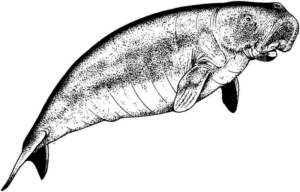 Disegno di foca da stampare e colorare 9