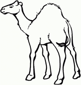 Disegno di dromedario da stampare e colorare 21
