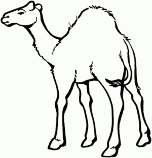 Disegno di dromedario da stampare e colorare 21