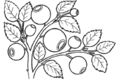 Disegni di Bacche da colorare