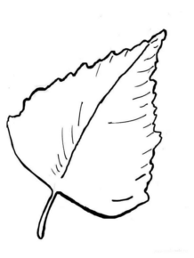 Disegno di foglia da stampare e colorare 176