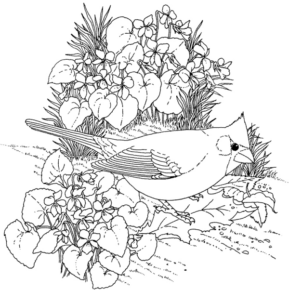 Disegno di passero da stampare e colorare 94