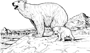Disegno di orso polare da stampare e colorare 17