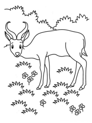 Disegno di antilope da stampare e colorare