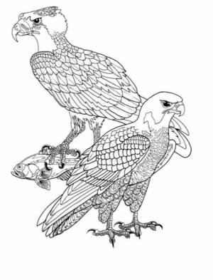 Disegno di falco da stampare e colorare 12