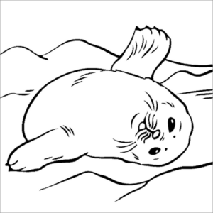 Disegno di foca da stampare e colorare 31