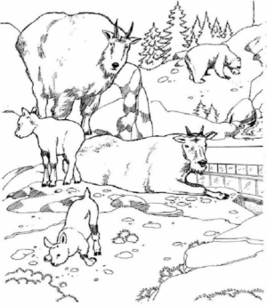 Disegno di capra da stampare e colorare 1