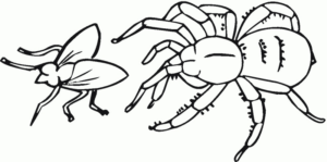 Disegno di ragno da stampare e colorare 51