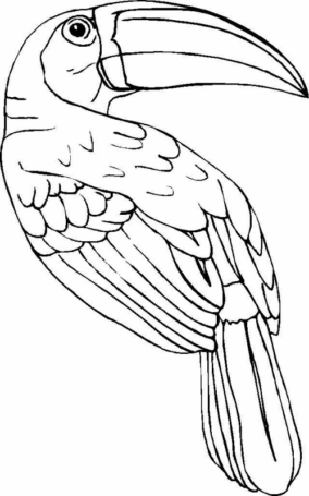 Disegno di tucano da stampare e colorare 9