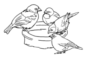 Disegno di passero da stampare e colorare 18