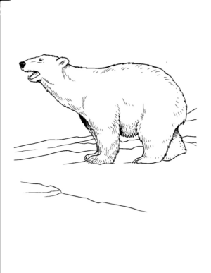 Disegno di orso polare da stampare e colorare 18