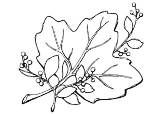 Disegno di foglia da stampare e colorare 162