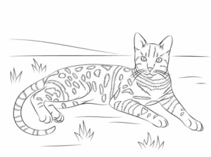 Disegno di leopardo da stampare e colorare 56