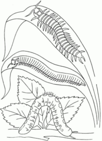 Disegno di verme da stampare e colorare 14