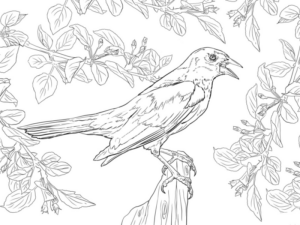 Disegno di passero da stampare e colorare 123