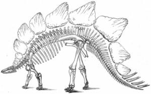 Disegno di Stegosauro da stampare e colorare 35