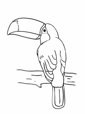 Disegno di tucano da stampare e colorare 18