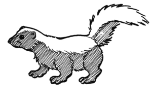 Disegno di puzzola da stampare e colorare 6