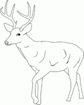 Disegni di Cervi da colorare