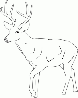 Disegno di cervo da stampare e colorare 24