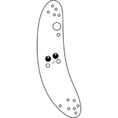 Disegni di Zucchine da colorare