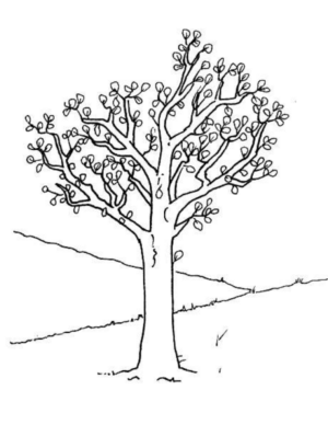Paesaggi primavera (14)