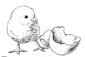 sagoma-pulcino-pasquale