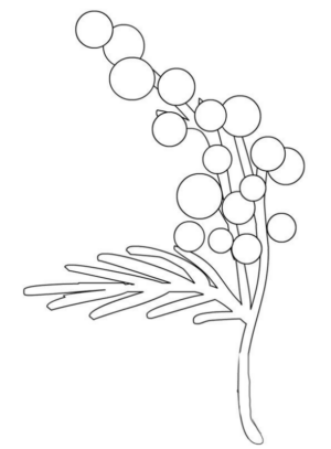 fiore mimosa (5)