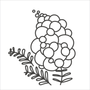 fiore mimosa (2)