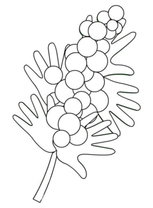 fiore mimosa (15)