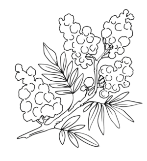 fiore mimosa (16)
